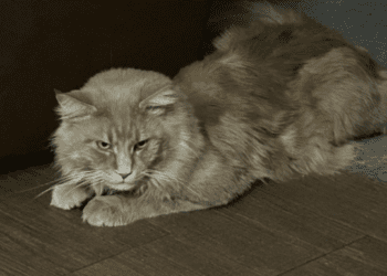 Великий персиково-рудий кіт зник у Тернополі: власники просять допомогти та обіцяють винагороду (ФОТО)