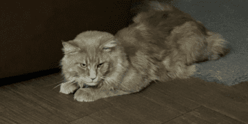 Великий персиково-рудий кіт зник у Тернополі: власники просять допомогти та обіцяють винагороду (ФОТО)