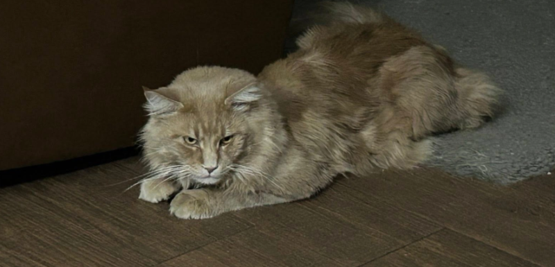 Великий персиково-рудий кіт зник у Тернополі: власники просять допомогти та обіцяють винагороду (ФОТО)