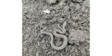 На Дніпропетровщині з’явились гадюки
