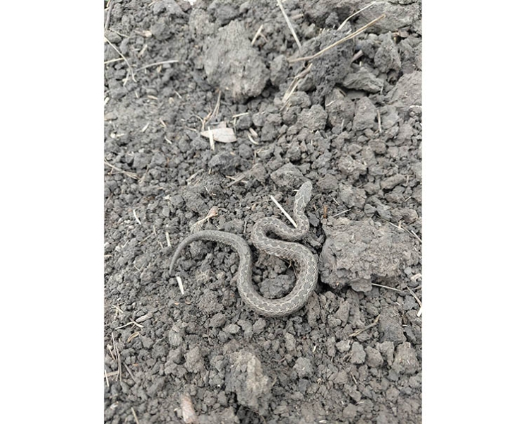 На Дніпропетровщині з&rsquo;явились гадюки