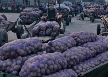 Пропадають, даруйте, ні за цапову душу: на Волині селяни змушені здавати картоплю по 3 – 4 грн за кілограм