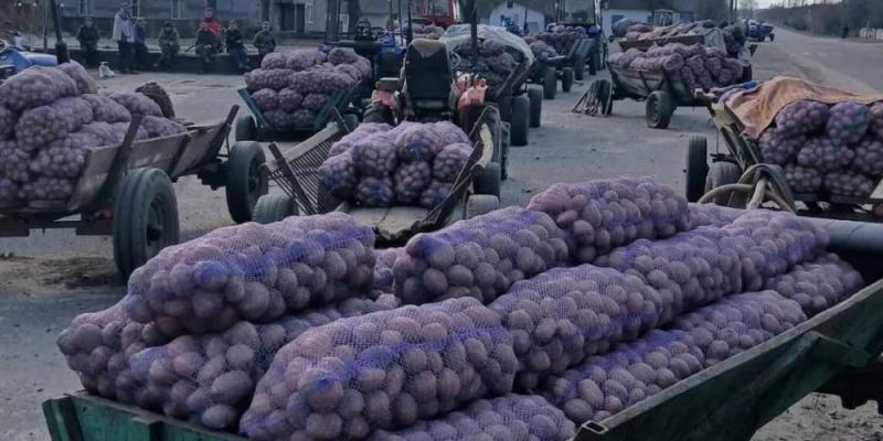 Пропадають, даруйте, ні за цапову душу: на Волині селяни змушені здавати картоплю по 3 - 4 грн за кілограм