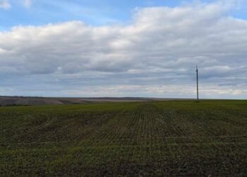 Зима не стала критичною: яка ситуація з озимими культурами на Миколаївщині