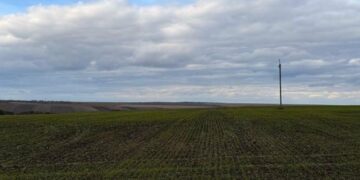 Зима не стала критичною: яка ситуація з озимими культурами на Миколаївщині