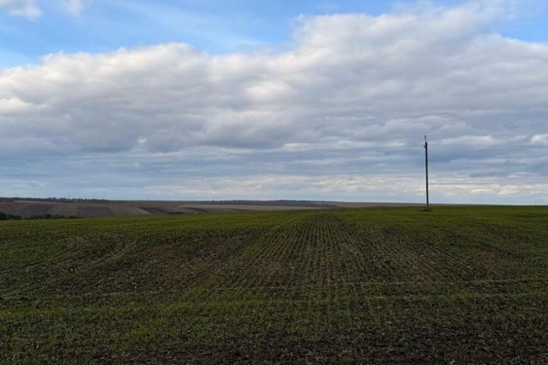 Зима не стала критичною: яка ситуація з озимими культурами на Миколаївщині