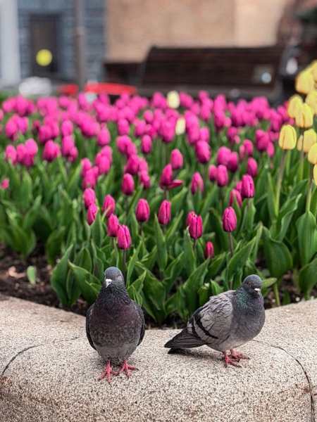 У столиці розпочався сезон тюльпанів: перелік адрес, де можна помилуватися красою