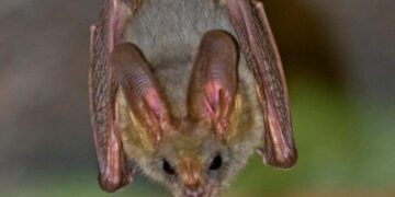 Коронавірус кажанів мутує для нових спроб зараження людей – вчені