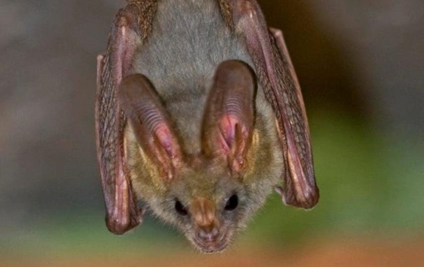 Коронавірус кажанів мутує для нових спроб зараження людей - вчені