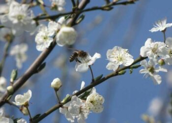 Синоптики попереджають про заморозки і сильні пориви вітру у Запорізькій області