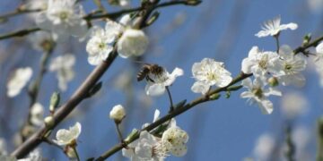 Синоптики попереджають про заморозки і сильні пориви вітру у Запорізькій області