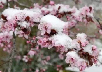 Заморозки до -5°: де в Україні різко похолодає найближчими днями