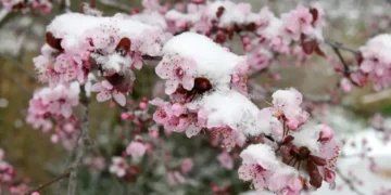 Заморозки до -5°: де в Україні різко похолодає найближчими днями