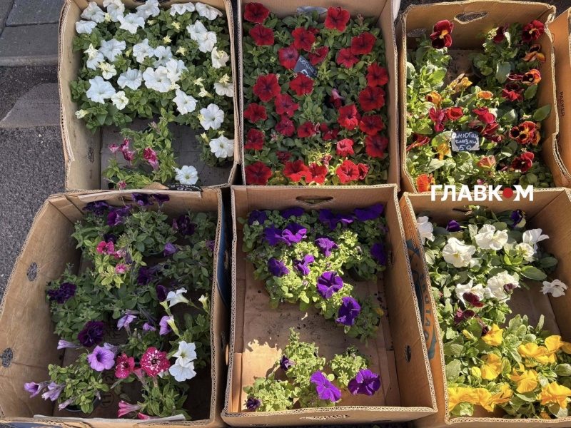 Поминальні дні 2026. Скільки коштують пластикові та живі квіти у Києві (репортаж)