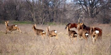 Стартував «сезон тиші»: що заборонено робити на Хортиці і де дозволено гуляти
