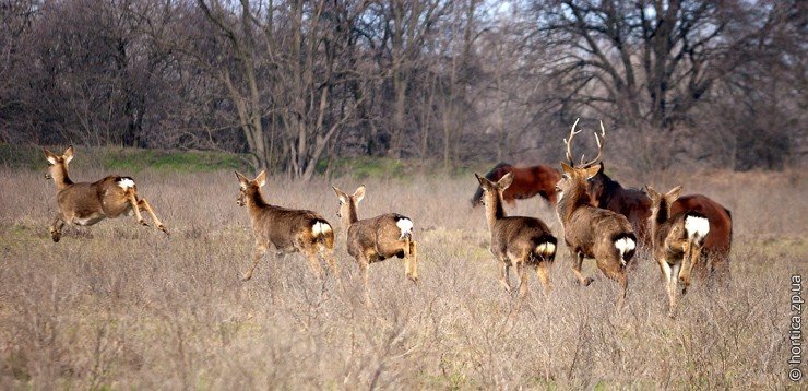 Стартував &laquo;сезон тиші&raquo;: що заборонено робити на Хортиці і де дозволено гуляти