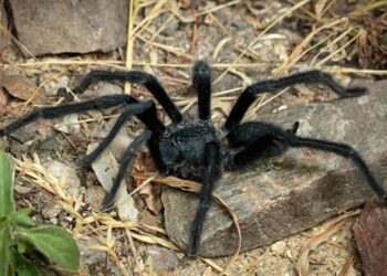 Вчені відкрили новий вид тарантулів