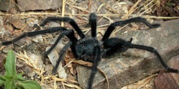 Вчені відкрили новий вид тарантулів