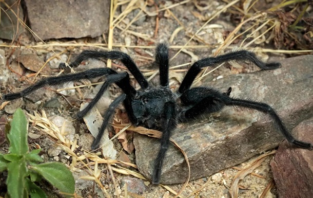 Вчені відкрили новий вид тарантулів