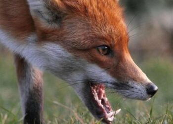 У Запорізькій області проведуть вакцинацію диких тварин від сказу