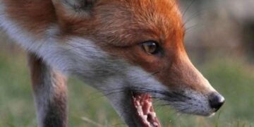 У Запорізькій області проведуть вакцинацію диких тварин від сказу