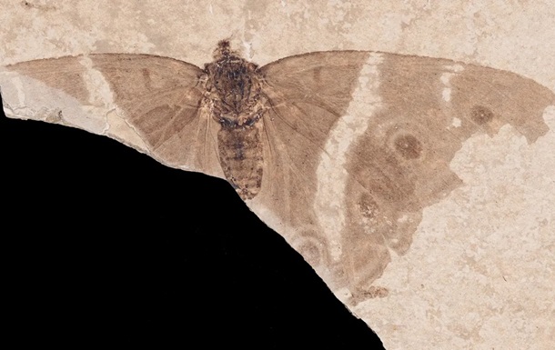 У Франції знайшли cкам янілість із найдавнішим метеликом-імператором