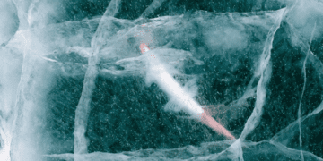 Вчені оживили 24-тисячолітню істоту: вона знову почала розмножуватись