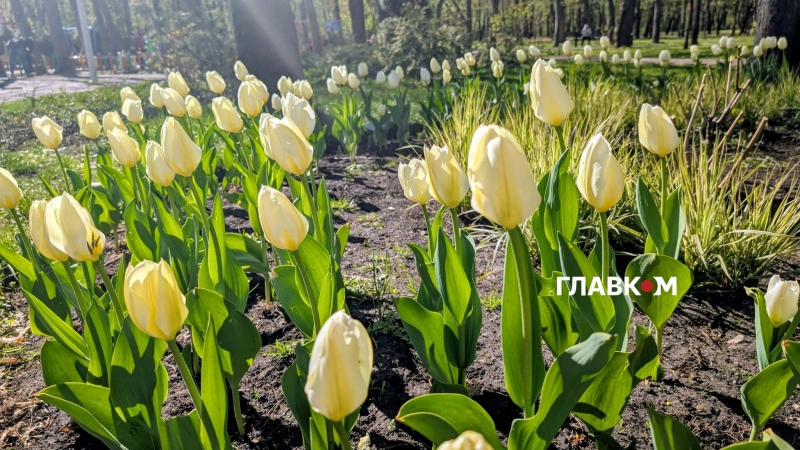 У столиці розпочався сезон тюльпанів: перелік адрес, де можна помилуватися красою