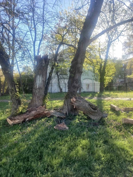 Наслідки буревію у Києві: комунальники назвали кількість повалених дерев (фото)