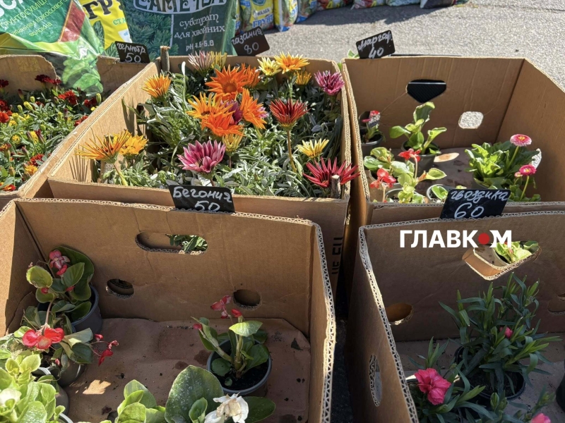 Поминальні дні 2026. Скільки коштують пластикові та живі квіти у Києві (репортаж)