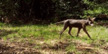 На Прикарпатті помітили невідому істоту, яку місцеві називають “чупакаброю” (ВІДЕО)