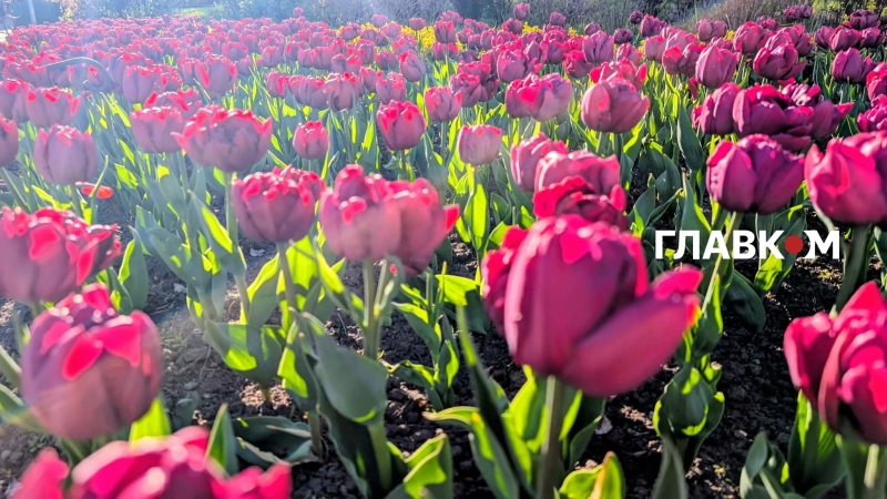 У столиці розпочався сезон тюльпанів: перелік адрес, де можна помилуватися красою