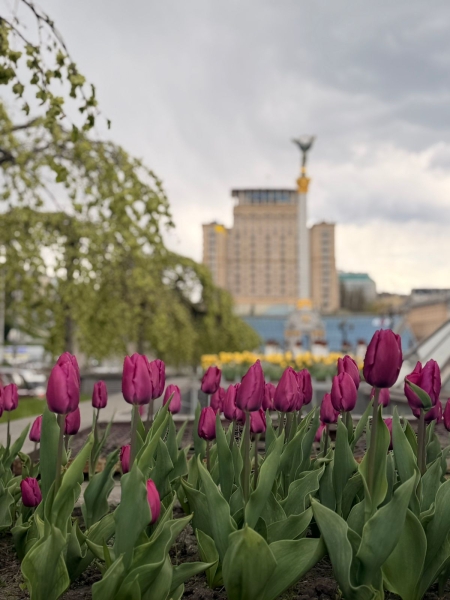У столиці розпочався сезон тюльпанів: перелік адрес, де можна помилуватися красою