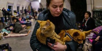 Штраф до 3400 грн: що загрожує за відмову впустити в укриття з твариною