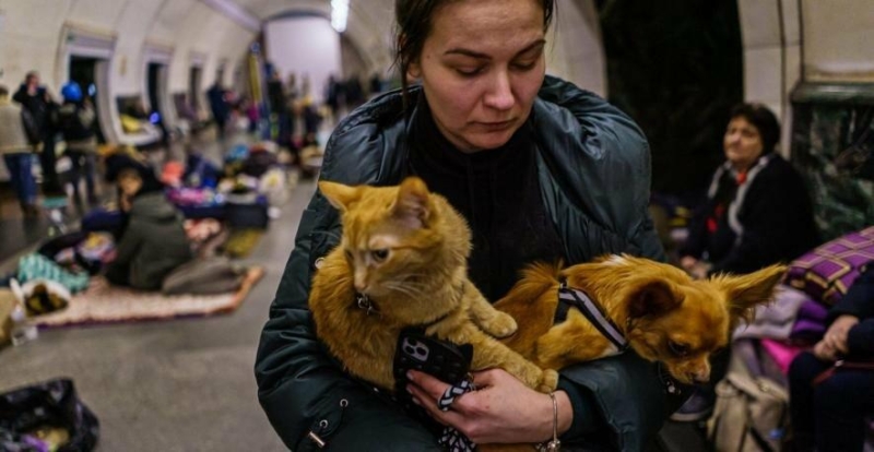 Штраф до 3400 грн: що загрожує за відмову впустити в укриття з твариною