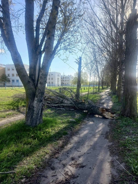 Наслідки буревію у Києві: комунальники назвали кількість повалених дерев (фото)