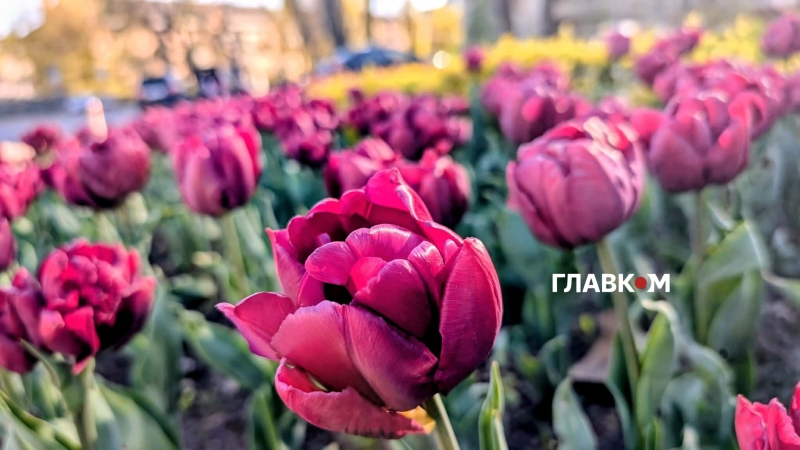 У столиці розпочався сезон тюльпанів: перелік адрес, де можна помилуватися красою