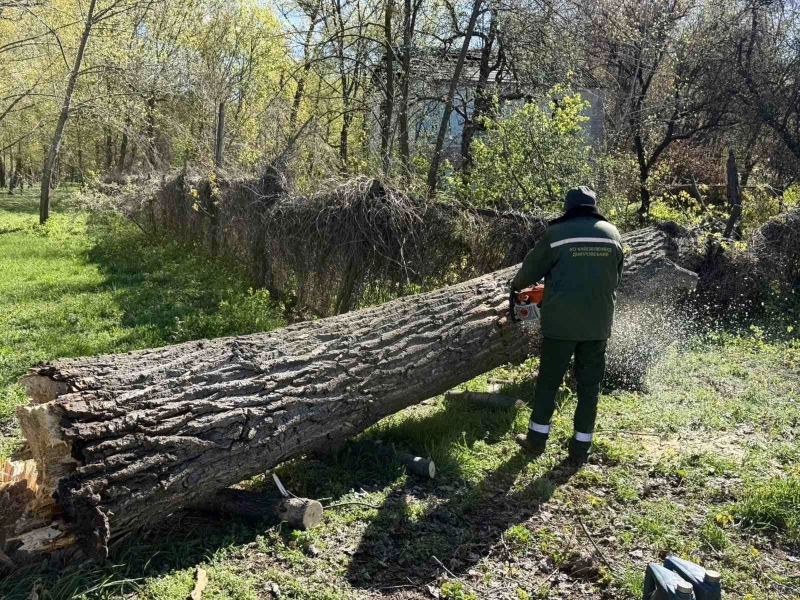 Наслідки буревію у Києві: комунальники назвали кількість повалених дерев (фото)