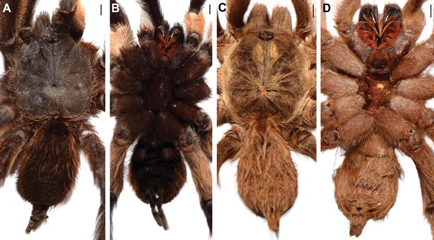 Вчені відкрили новий вид тарантулів