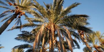 Вчені навчилися перетворювати відходи від пальм на біопаливо