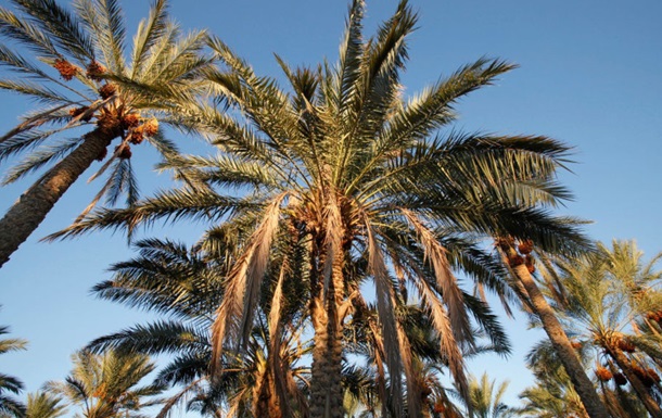 Вчені навчилися перетворювати відходи від пальм на біопаливо