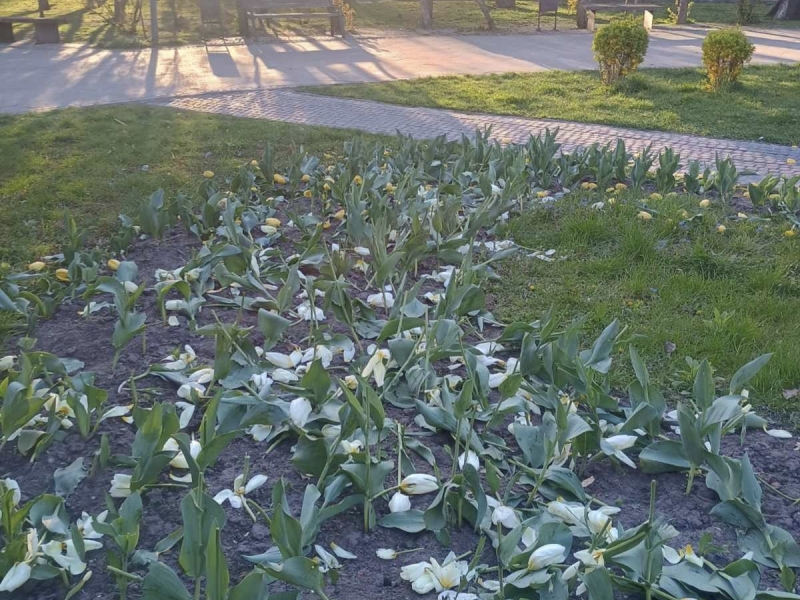 Вандали знищили клумби тюльпанів у двох районах столиці (фото)