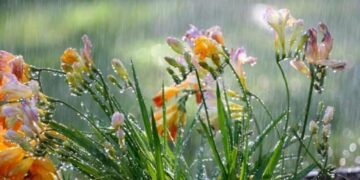 У Запоріжжі очікується негода: дощі, грози, град і заморозки