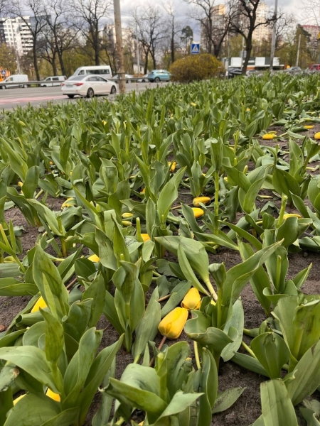 Вандали знищили клумби тюльпанів у двох районах столиці (фото)