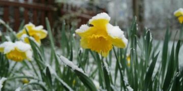 У Запоріжжі прогнозують заморозки і дощі