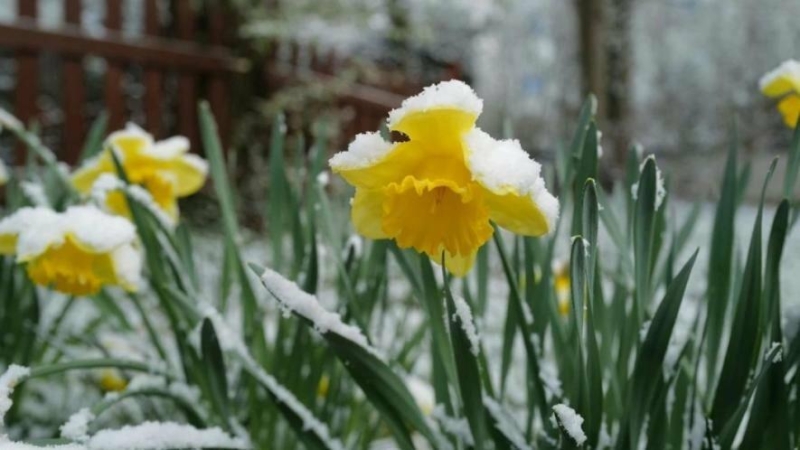 У Запоріжжі прогнозують заморозки і дощі