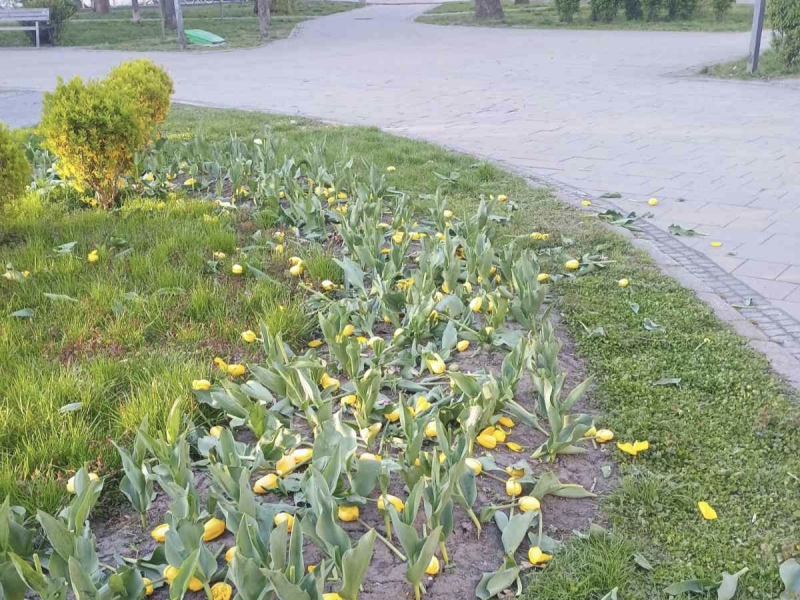 Вандали знищили клумби тюльпанів у двох районах столиці (фото)