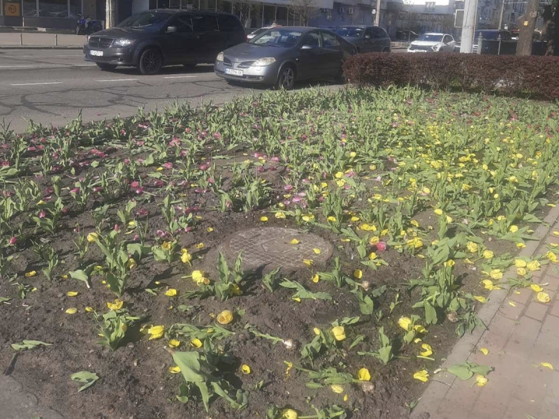 Вандали знищили клумби тюльпанів у двох районах столиці (фото)