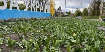 Вандали знищили клумби тюльпанів у двох районах столиці (фото)