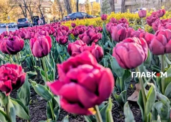 У столиці розпочався сезон тюльпанів: перелік адрес, де можна помилуватися красою